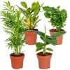 4x Tropische Kamerplanten Mix – Luchtzuiverend – ⌀12 Cm - ↕ 25-40 Cm -GroenThuis Voordeel 1000018796