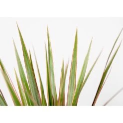 Dracaena Bicolor P12H25 -GroenThuis Voordeel 1000018805 0102