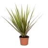 Dracaena Bicolor P12H25 -GroenThuis Voordeel 1000018805