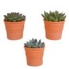 3x Echeveria Mix - Terracotta Pot P8.5H15 -GroenThuis Voordeel 1000018807