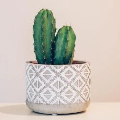 Myrtillocactus Geometrizans - Terracotta Pot P17H20 -GroenThuis Voordeel 1000018808 0101