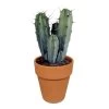 Myrtillocactus Geometrizans - Terracotta Pot P17H20 -GroenThuis Voordeel 1000018808