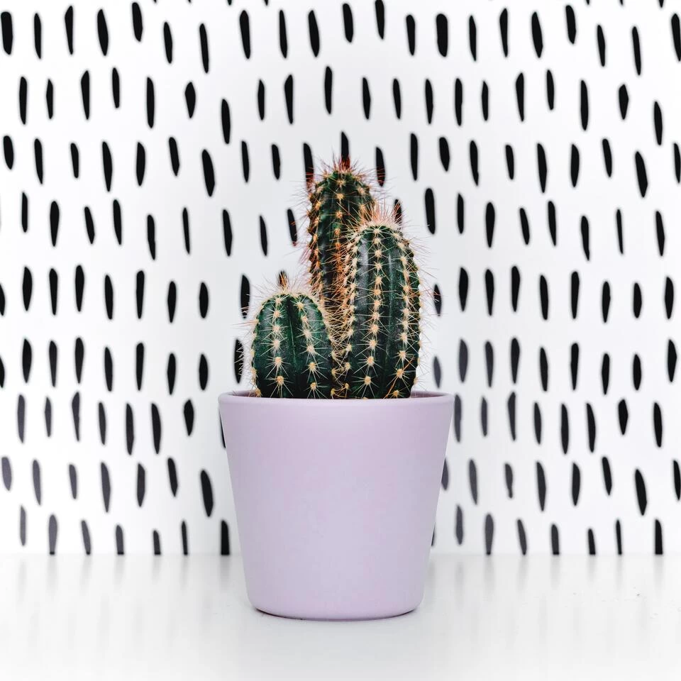 Pilosocereus Azureus - Terracotta Pot - P17H40 4 Pilosocereus Azureus - Terracotta Pot - P17H40 - Afbeelding 2