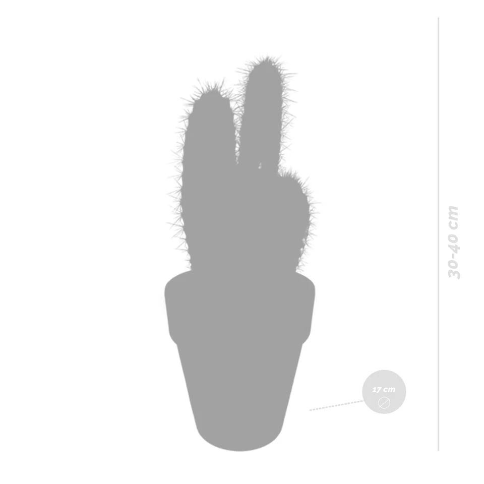 Pilosocereus Azureus - Terracotta Pot - P17H40 5 Pilosocereus Azureus - Terracotta Pot - P17H40 - Afbeelding 3