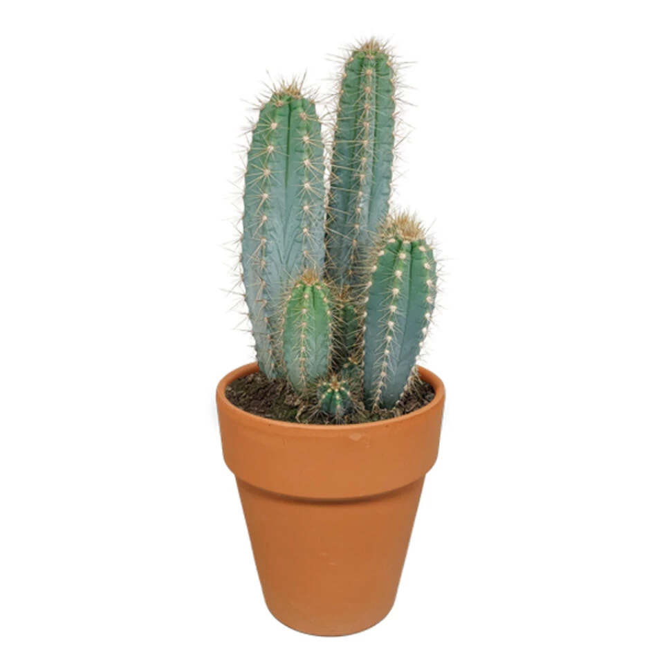 Pilosocereus Azureus - Terracotta Pot - P17H40 3 Pilosocereus Azureus - Terracotta Pot - P17H40