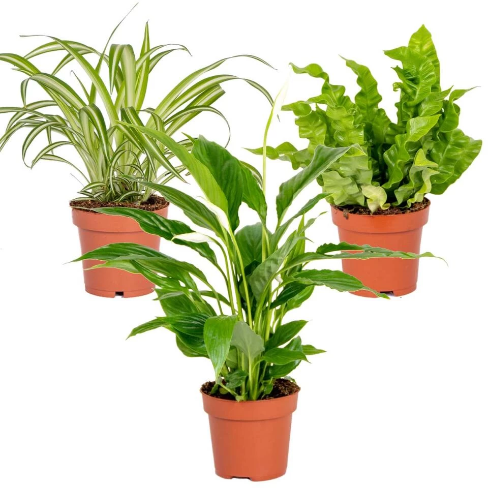 3x Badkamerplanten Mix – ⌀12 Cm - ↕ 25-45 Cm