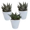 3x Gasteria Haworthia Mix - Witte Pot - Pot 8,5 Cm - Hoogte 15-20 Cm -GroenThuis Voordeel 1000018817
