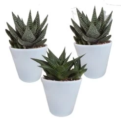 3x Gasteria Haworthia Mix - Witte Pot - Pot 8,5 Cm - Hoogte 15-20 Cm
