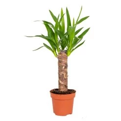 Yucca P12H35