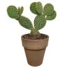 Opuntia Microdasys - Grijze Pot - P17H30 -GroenThuis Voordeel 1000018824