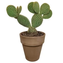 Opuntia Microdasys - Grijze Pot - P17H30