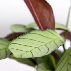 Ctenanthe Amagris P12H10 -GroenThuis Voordeel 1000018827 0102