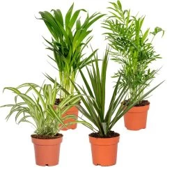 4x Luchtzuiverende Mix - Kamerplant - ⌀12 Cm -↕ 25-45cm