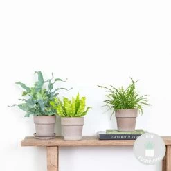 3x Luchtzuiverende Varen Mix – ⌀12 Cm - ↕25-35 Cm -GroenThuis Voordeel 1000018830 0101