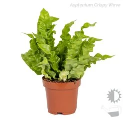 3x Luchtzuiverende Varen Mix – ⌀12 Cm - ↕25-35 Cm -GroenThuis Voordeel 1000018830 0102