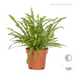 3x Luchtzuiverende Varen Mix – ⌀12 Cm - ↕25-35 Cm -GroenThuis Voordeel 1000018830 0103