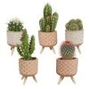 5x Cactus Mix - Terracotta Betonpot Op 3 Pootjes P5.5H5 -GroenThuis Voordeel 1000018831