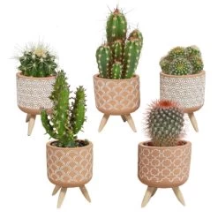 5x Cactus Mix - Terracotta Betonpot Op 3 Pootjes P5.5H5