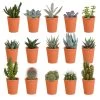 15x Cactus En Vetplanten Mix - Terracotta Pot P5.5H5 -GroenThuis Voordeel 1000018834