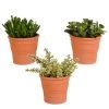 3x Crassula Mix - Terracotta Pot - P10.5H15 -GroenThuis Voordeel 1000018836
