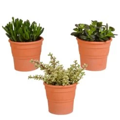 3x Crassula Mix - Terracotta Pot - P10.5H15