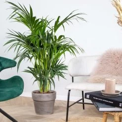 Howea Forsteriana - Kentiapalm - ⌀24 Cm - ↕120-130 Cm -GroenThuis Voordeel 1000020978 0103