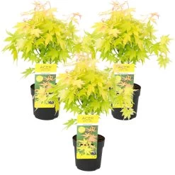 3x Acer 'Orange Dream' - Japanse Esdoorn - β13 Cm - β30-35 Cm