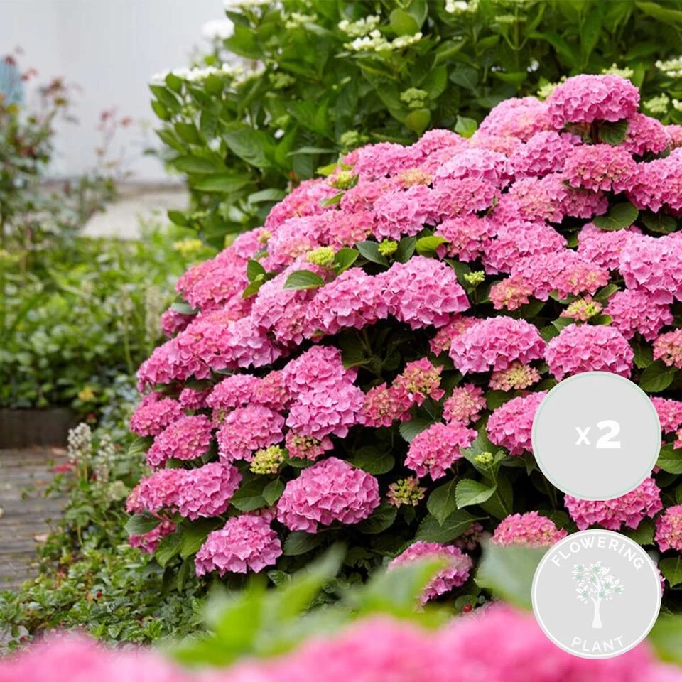 2x Hydrangea 'Ruby Annabelle' – Hortensia – ⌀19 Cm - ↕40-50 Cm 4 2x Hydrangea 'Ruby Annabelle' – Hortensia – ⌀19 Cm - ↕40-50 Cm - Afbeelding 2
