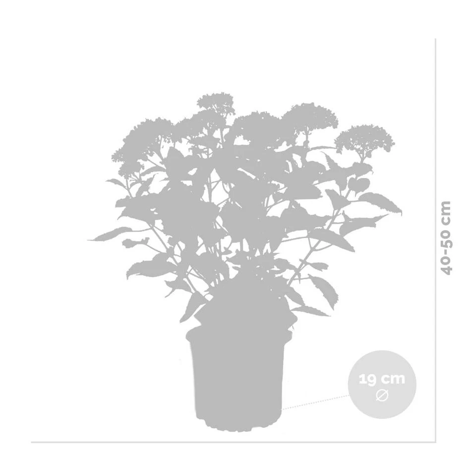 2x Hydrangea 'Ruby Annabelle' – Hortensia – ⌀19 Cm - ↕40-50 Cm 5 2x Hydrangea 'Ruby Annabelle' – Hortensia – ⌀19 Cm - ↕40-50 Cm - Afbeelding 3
