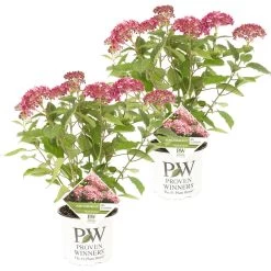 2x Hydrangea 'Ruby Annabelle' – Hortensia – ⌀19 Cm - ↕40-50 Cm