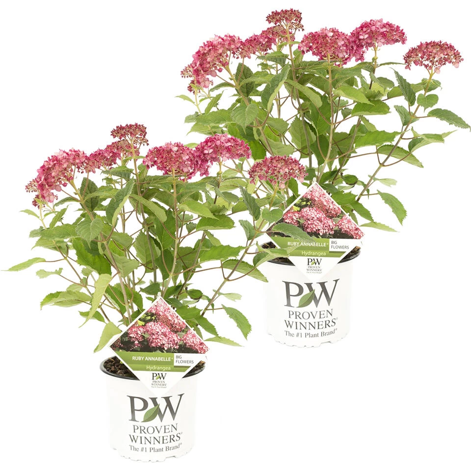 2x Hydrangea 'Ruby Annabelle' – Hortensia – ⌀19 Cm - ↕40-50 Cm 3 2x Hydrangea 'Ruby Annabelle' – Hortensia – ⌀19 Cm - ↕40-50 Cm