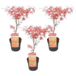 3x Acer 'Amagi Shigure' β Japanse Esdoorn β β13cm - β25-35cm