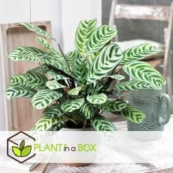 Ctenanthe 'gebedsplant' - Set Van 2 - Burle-marxii - Pot 12cm - Hoogte 25-40cm -GroenThuis Voordeel 1000030964 0101