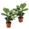 Ctenanthe 'gebedsplant' - Set Van 2 - Burle-marxii - Pot 12cm - Hoogte 25-40cm -GroenThuis Voordeel 1000030964
