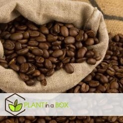 Coffea Arabica - Koffieplant - Set Van 2 - Pot 12cm - Hoogte 25-40cm -GroenThuis Voordeel 1000030966 0101