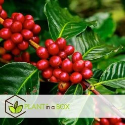 Coffea Arabica - Koffieplant - Set Van 2 - Pot 12cm - Hoogte 25-40cm -GroenThuis Voordeel 1000030966 0103