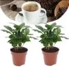 Coffea Arabica - Koffieplant - Set Van 2 - Pot 12cm - Hoogte 25-40cm -GroenThuis Voordeel 1000030966