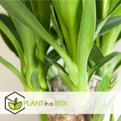 Mini Palmen Mix - Set Van 3 Stuks - Kamerplanten - Pot 12cm - Hoogte 30-40cm -GroenThuis Voordeel 1000030968 0103