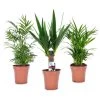 Mini Palmen Mix - Set Van 3 Stuks - Kamerplanten - Pot 12cm - Hoogte 30-40cm -GroenThuis Voordeel 1000030968