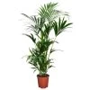 Kentia Palm - Howea Forsteriana - Pot 18cm - Hoogte 90-100cm 1 Kentia Palm - Howea Forsteriana - Pot 18cm - Hoogte 90-100cm -GroenThuis Voordeel 1000030970