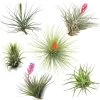 Tillandsia - Mix Van 6 - Luchtplantjes - Hoogte 5-15cm -GroenThuis Voordeel 1000030974