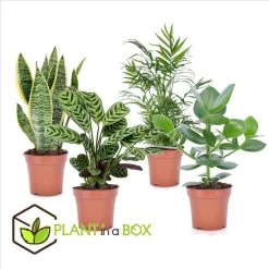 Oersterke Kamerplanten Mix - Set Van 4 - Pot 12cm - Hoogte 25-40cm -GroenThuis Voordeel 1000030975 0102
