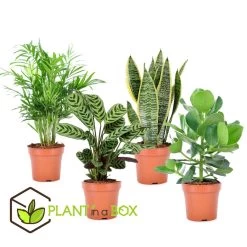 Oersterke Kamerplanten Mix - Set Van 4 - Pot 12cm - Hoogte 25-40cm -GroenThuis Voordeel 1000030975 0103