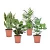 Oersterke Kamerplanten Mix - Set Van 4 - Pot 12cm - Hoogte 25-40cm -GroenThuis Voordeel 1000030975
