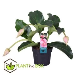 Medinilla Magnifica - Pot 17cm - Hoogte 40-50cm -GroenThuis Voordeel 1000030976 0101