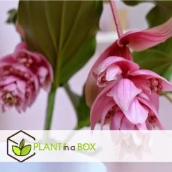 Medinilla Magnifica - Pot 17cm - Hoogte 40-50cm -GroenThuis Voordeel 1000030976 0103