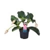Medinilla Magnifica - Pot 17cm - Hoogte 40-50cm -GroenThuis Voordeel 1000030976