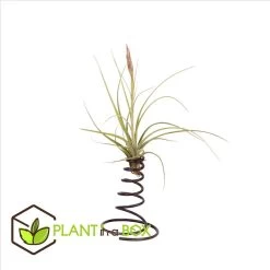 Tillandsia Op Spiraal - 3 Luchtplantjes Op Decoratieve Spiraal - Hoogte 5-15cm -GroenThuis Voordeel 1000030981 0102