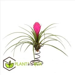 Tillandsia Op Spiraal - 3 Luchtplantjes Op Decoratieve Spiraal - Hoogte 5-15cm -GroenThuis Voordeel 1000030981 0103