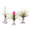 Tillandsia Op Spiraal - 3 Luchtplantjes Op Decoratieve Spiraal - Hoogte 5-15cm -GroenThuis Voordeel 1000030981